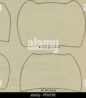 Diese Arbeit bietet einen illustrierten Leitfaden für die Fauna Dänemarks, in dem verschiedene Tierarten in der Region beschrieben werden. Der Text konzentriert sich auf die verschiedenen Insekten- und Arthropodenpopulationen, ihre Eigenschaften und ihre Rolle im lokalen Ökosystem. Die Abbildungen unterstützen die Identifizierung dieser Arten und helfen Forschern und Enthusiasten dabei, die Tierwelt Dänemarks zu erforschen. Stockfoto