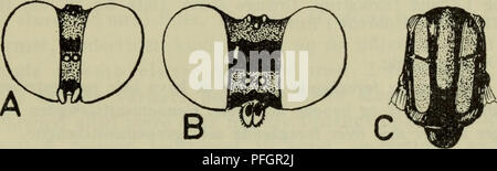 Diese Illustration aus dem dänischen Tierhandbuch konzentriert sich auf die Anatomie und Merkmale verschiedener Insektenarten, die in Dänemark vorkommen. Sie enthält detaillierte Beschreibungen und visuelle Hilfsmittel, die bei der Identifizierung von Arten helfen und so zur Erforschung der dänischen Entomologie und Biodiversität beitragen. Stockfoto