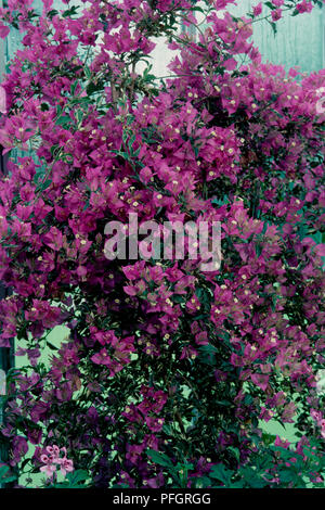 Bougainvillea glabra 'Harrissii', blühender Strauch, Vorderansicht. Stockfoto