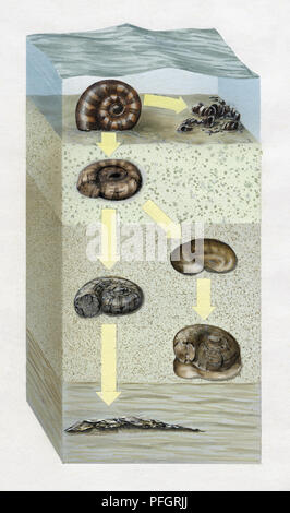 Artwork Querschnitt Abbildung des Meeresbodens und die Stufen der Versteinerung die Ammoniter. Stockfoto