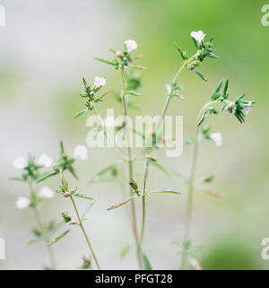Bohnenkraut, Bohne Kraut (Satureja hortensis), kleine weiße Blüten mit lila gefärbten auf dünnen Stangen und oval, gespitzt, grüne Blätter, close-up Stockfoto