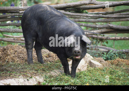 Elsässische schwarzes Schwein im Ecomusee d'Alsace bei Ungersheim, Frankreich. Stockfoto