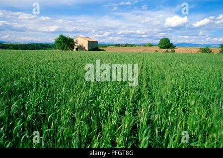 Frankreich, Provence, üppigen landwirtschaftliche Felder des Plateau de Valensole Stockfoto