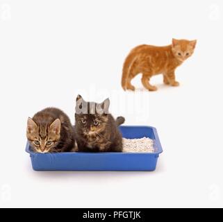 Zwei braune Kätzchen sitzen in einem Katzenklo, ginger Kitten im Hintergrund auf, close-up Stockfoto