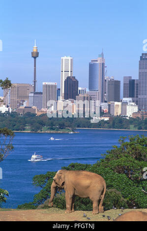 Australien, New South Wales, Sydney, Elephas maximus, Captive Asiatischer Elefant mit Skyline der Stadt hinter sich. Stockfoto
