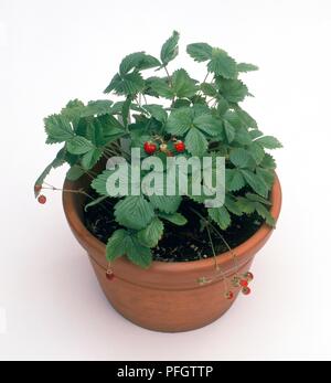 Erdbeere Werk in Terrakotta Übertopf Stockfoto