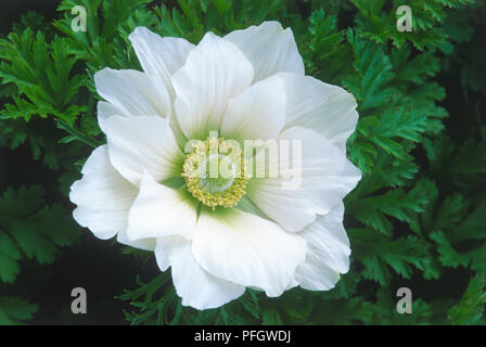 Anemone coronaria 'Braut' (Cuneata), Weiß flowerhead Stockfoto