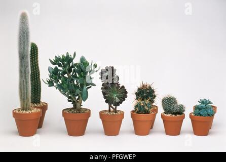 Cleistocactus strausii, Silber torch Kaktus, Kakteen, Sukkulenten, saftig,  Mix, gemischt mit Stauden, exotische Kombination, Cactaceae, RM Floral  Stockfotografie - Alamy