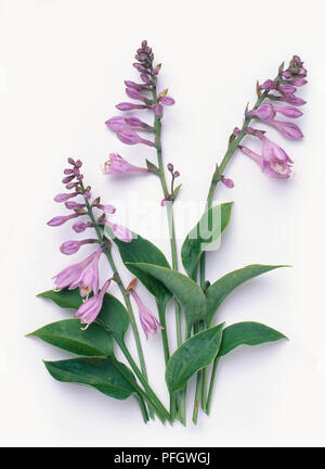 Lila Blumen und grüne Blätter von Hosta 'Halcyon' (wegerich Lily), close-up Stockfoto