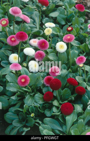 Bellis perennis 'tasso' (Daisy), rot, lila und weiß Blüten Stockfoto