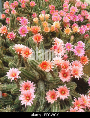Echinocereus scheeri, Kaktus, pink und orange Blumen wachsen von den Enden der Finger - wie Stängel, Ansicht von oben. Stockfoto