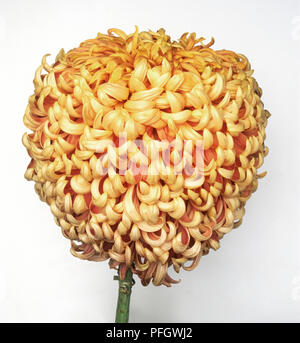 Chrysanthemum 'Golden gigantischen ", blütenkopf mit unregelmäßigen, incurved Bronze - Gelbe Blütenblätter Stockfoto
