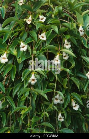 Codonanthe aus Buchsbaumholz mit weißen Blumen und grüne Blätter auf langen Stielen Stockfoto