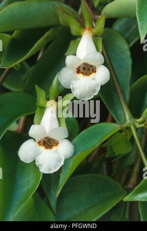 Codonanthe aus Buchsbaumholz, weiße Blumen und grüne Blätter auf Stiele Stockfoto