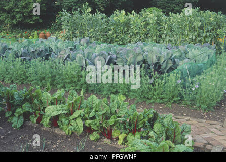 Pflanzliche Grundstück inklusive Mangold und Rotkohl, durch eine Reihe von Blau, blühende Liebe kam-in-a-Mist Stockfoto