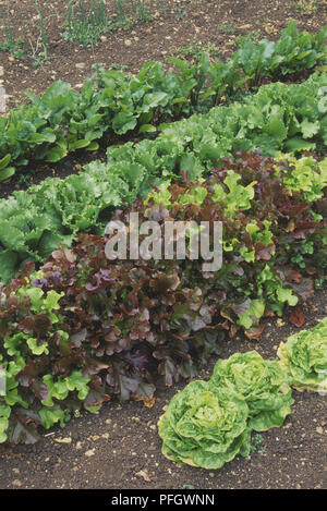 Lactuca sativa, Salat gepflanzt in Zeilen Stockfoto