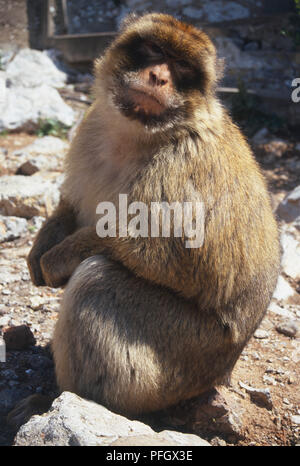 Barbary Ape Sitzen Stockfoto