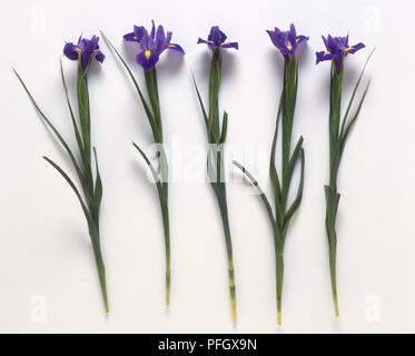Dark Blue Iris Blüten auf langen Stielen mit grünen Blättern Stockfoto