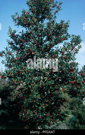 Ilex aquifolium (stechpalme) Baum mit roten Beeren und Blätter gegen den klaren blauen Himmel eingestellt Stockfoto