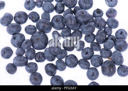 Heidelbeeren, die isoliert auf weißem Hintergrund Stockfoto