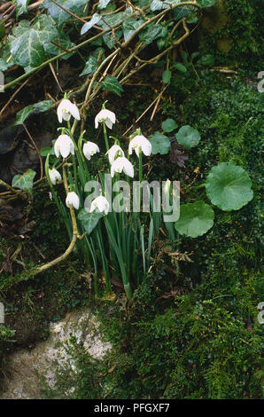 Galanthus nivalis, weiße Blumen auf moosigen Boden Stockfoto
