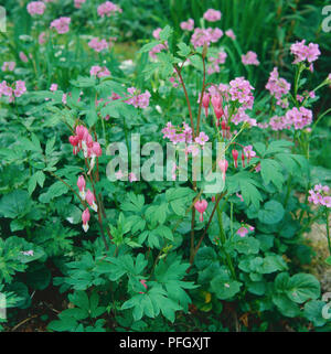 Campanula pyramidalis californica, Rosa blutende Herz Blumen, hängenden Blüten und Blumen von grünen Blättern umgeben, in einer Cottage Garten wachsen. Stockfoto