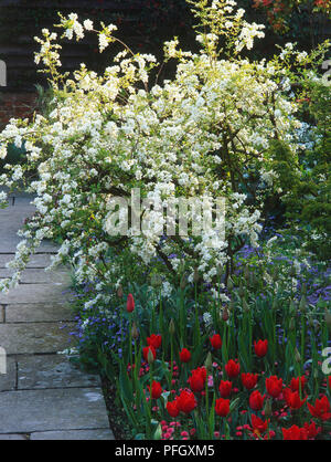 X Exochorda macrantha 'The Bride' (Pearl Bush), in ein Blumenbeet mit Glockenblumen und rote Tulpen Stockfoto