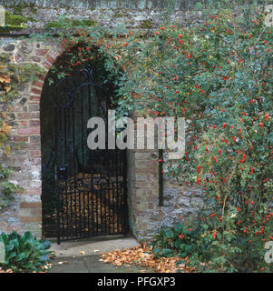 Metal Gate in alten Steinmauer von Filialen mit roten Früchten umgeben. Stockfoto