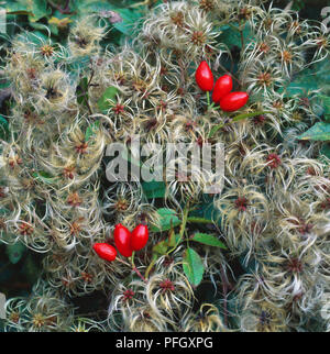 Clematis vitalba, alter Mann, Bart, Rosa Canina, Heckenrose, hautnah. Stockfoto