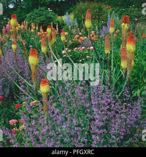 Kniphofia, ähnlich wie red-hot Poker, und blau Nepeta, ix Hills Giant", wachsende hohe, von grünen Pflanzen umgeben ist, Mohnblumen blühen in den Hintergrund, bunten Garten der wilden Blume. Stockfoto