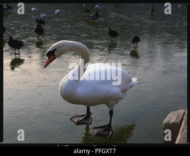 Weißer Schwan stehend in Wasser Stockfoto