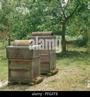 Zwei Holz- Bienenstöcke stehen Seite an Seite in Garten, Bienen schwärmen unten um den Hives, Obst Baum im Hintergrund. Stockfoto