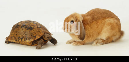 Braun Kaninchen (Oryctolagus cuniculus) crouching gegenüber Schildkröte (Testudinidae), Seitenansicht. Stockfoto