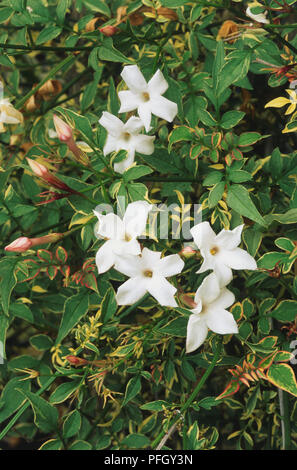 Jasminum officinale 'Argenteovariegatum, gemeinsamen Jasmin, blühender Strauch. Stockfoto