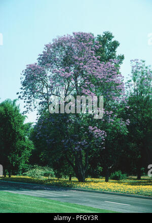 Jacaranda mimosifolia, blühenden Baum im Park. Stockfoto