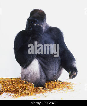 Östliche Flachlandgorilla (Gorilla beringei Graueri) sitzt auf dem Stroh, Hand auf Augenhöhe angehoben Stockfoto