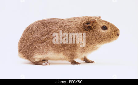 Inländische Meerschweinchen Cavia porcellus. Stockfoto