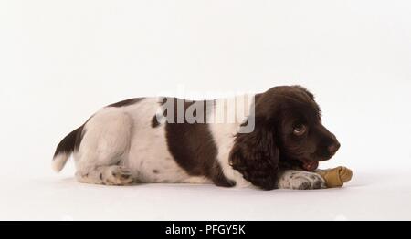 Braune und weiße Springer Spaniel Welpen mit einem Hund Knochen, Seitenansicht Stockfoto