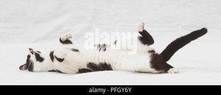 Weiße Katze mit schwarzen Flecken (Felis catus) liegen auf dem Rücken, Seitenansicht Stockfoto