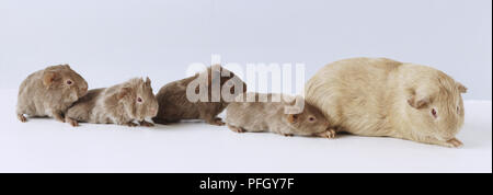 Hellbraun Meerschweinchen (Cavia porcellus) mit vier baby Meerschweinchen bis hinter gefüttert Stockfoto