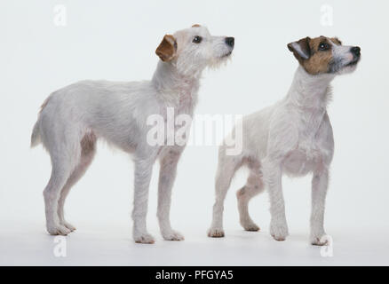 Zwei Jack Russell Terrier, Suchen nach Stockfoto