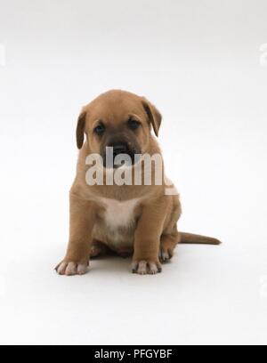 1 Monate alte, Mixed breed Welpe, sitzend, Vorderansicht Stockfoto