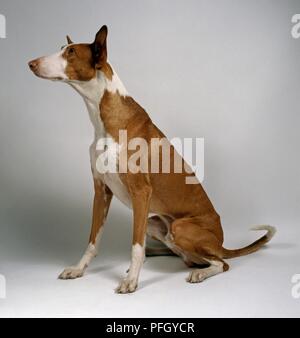 Glatten Haaren Ibizan Hound, sitzen Stockfoto