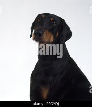 Dobermann, Kopf und Schultern Stockfoto