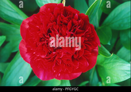 Paeonia officinalis 'Alba Plena' Stockfoto