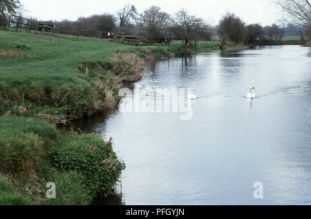 Grossbritannien, England, Cambridgeshire, Grantchester, paar Schwäne auf dem Fluss Cam Stockfoto