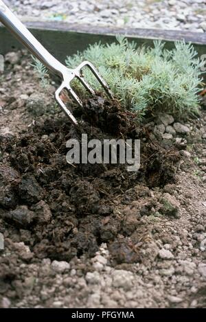 Das Graben in Gut verrotteten Kompost rund um Pflanzen, Gartenbau Gabel, close-up Stockfoto