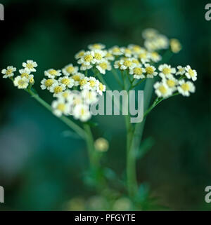 Achillea aeschynanthus (Englisch Mace), Cluster von kleinen weißen Blüten mit gelben Pastelltönen in der Mitte auf langen grünen Stengel Stockfoto