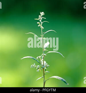 Artemisia vulgaris (Beifuß oder gemeinsamen Wermut), kleine Blüten und Knospen und Dunkelgrün downy Blätter auf schmaler Körper Stockfoto