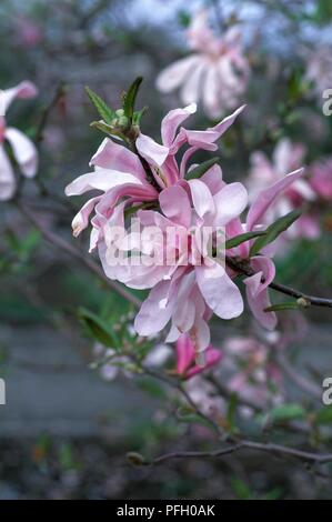 Magnolia x loebneri 'Leonard Messel', rosa Blüten, Nahaufnahme Stockfoto